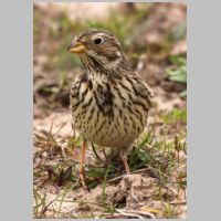 2012 1st Derrick Stow- corn bunting